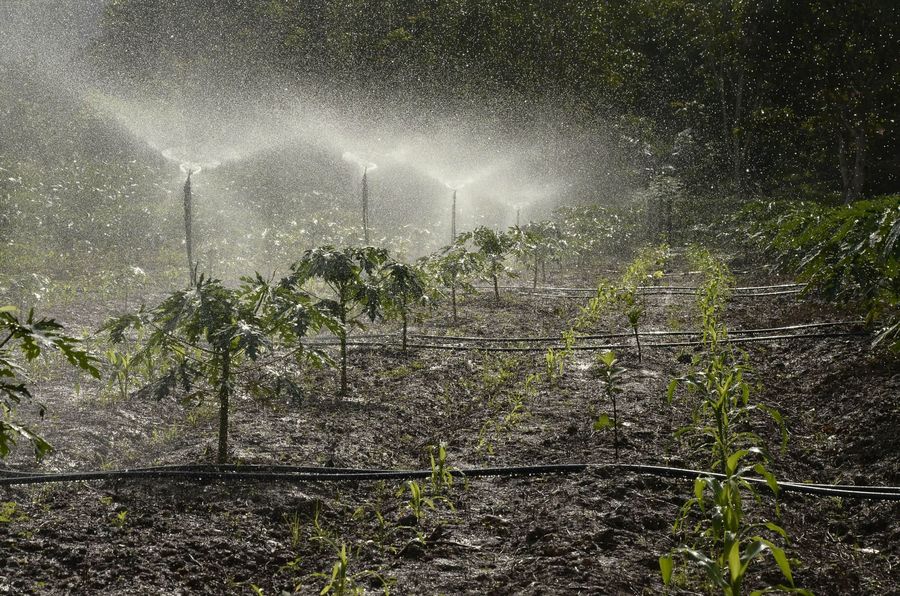 Sprinklers irrigating young crops